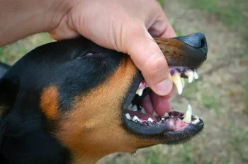 perro mostrando los dientes